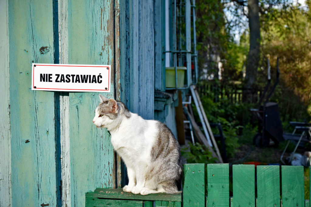 Os. Przyjaźń, Warszawa. foto: Dawid Białowąs (Gdzie Los Poniesie). Kot