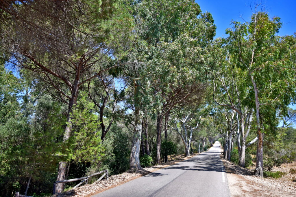 Caprera roślinność, drzewa, La Maddalena