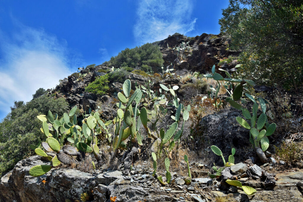 Korsyka, Cap Corse, kaktusy francja