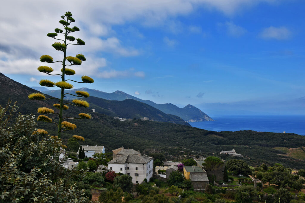Kwitnąca agawa Korsyka Cap Corse