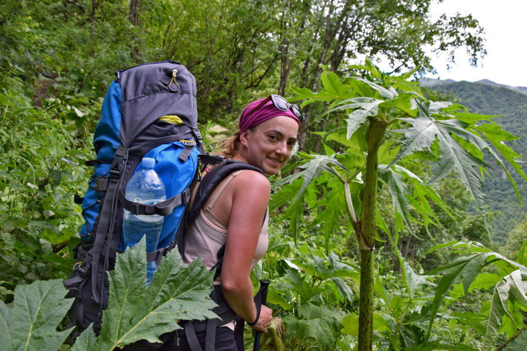 Trekking z Mestii do Ushguli, barszcz Sosnowskiego.