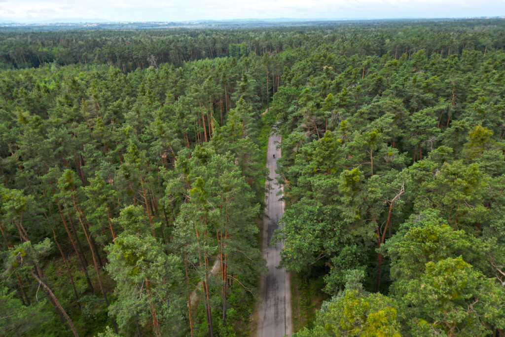 Puszcza Niepołomicka, czyli las po horyzont. Większość dróg i szlaków rowerowych wygląda właśnie tak.